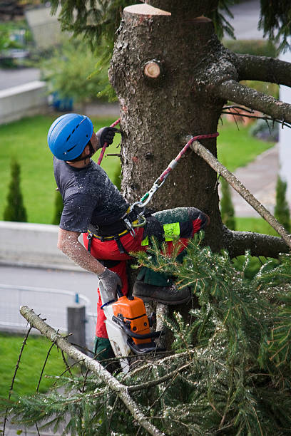 Best Hazardous Tree Removal  in Hallettsville, TX