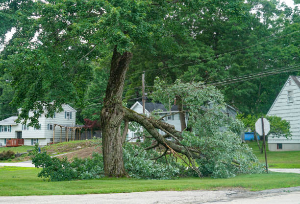 Trusted Hallettsville, TX  Tree Services Experts