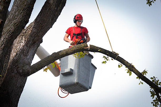 Why Choose Our Tree Removal Services in Hallettsville, TX?