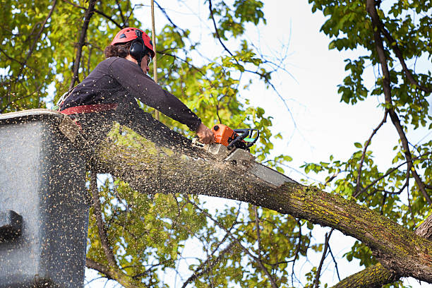 Best Arborist Consultation Services  in Hallettsville, TX